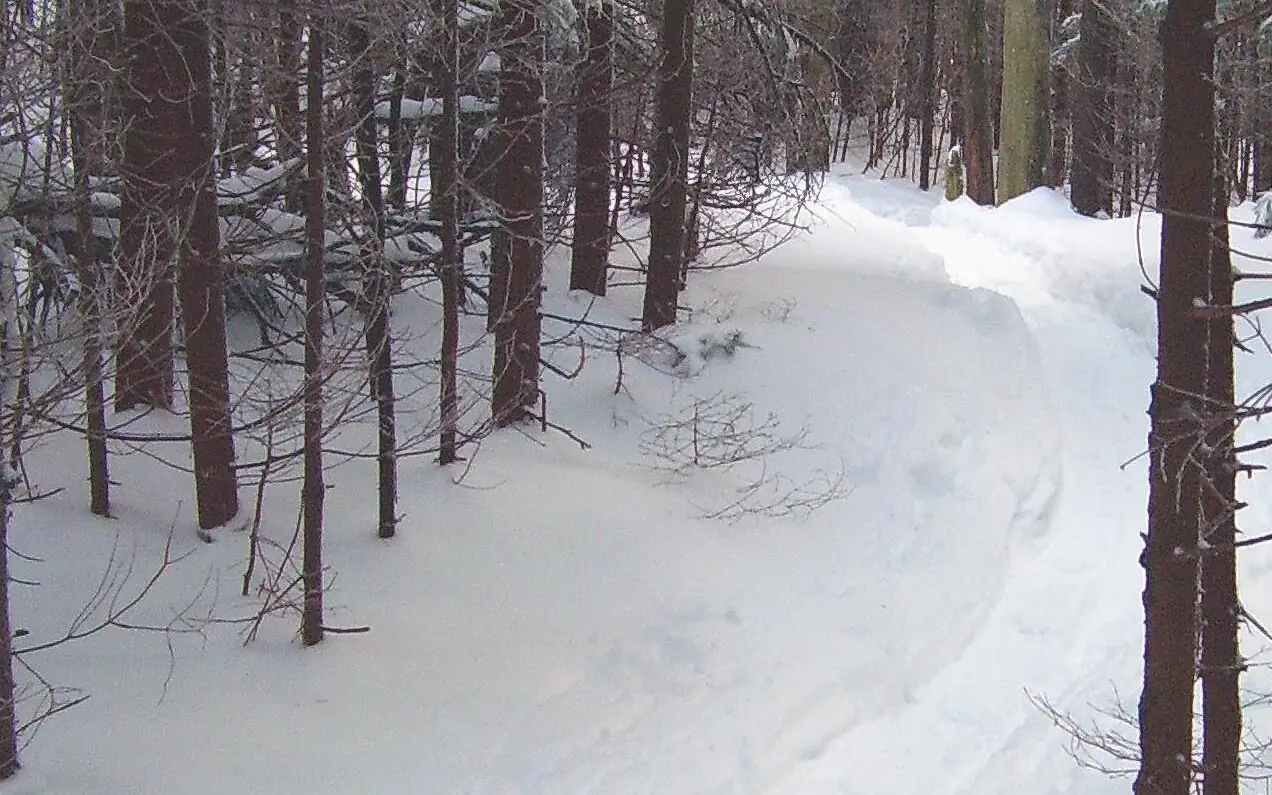 A packed, curving track through deep snow between dark conifer trunks in a quiet winter forest