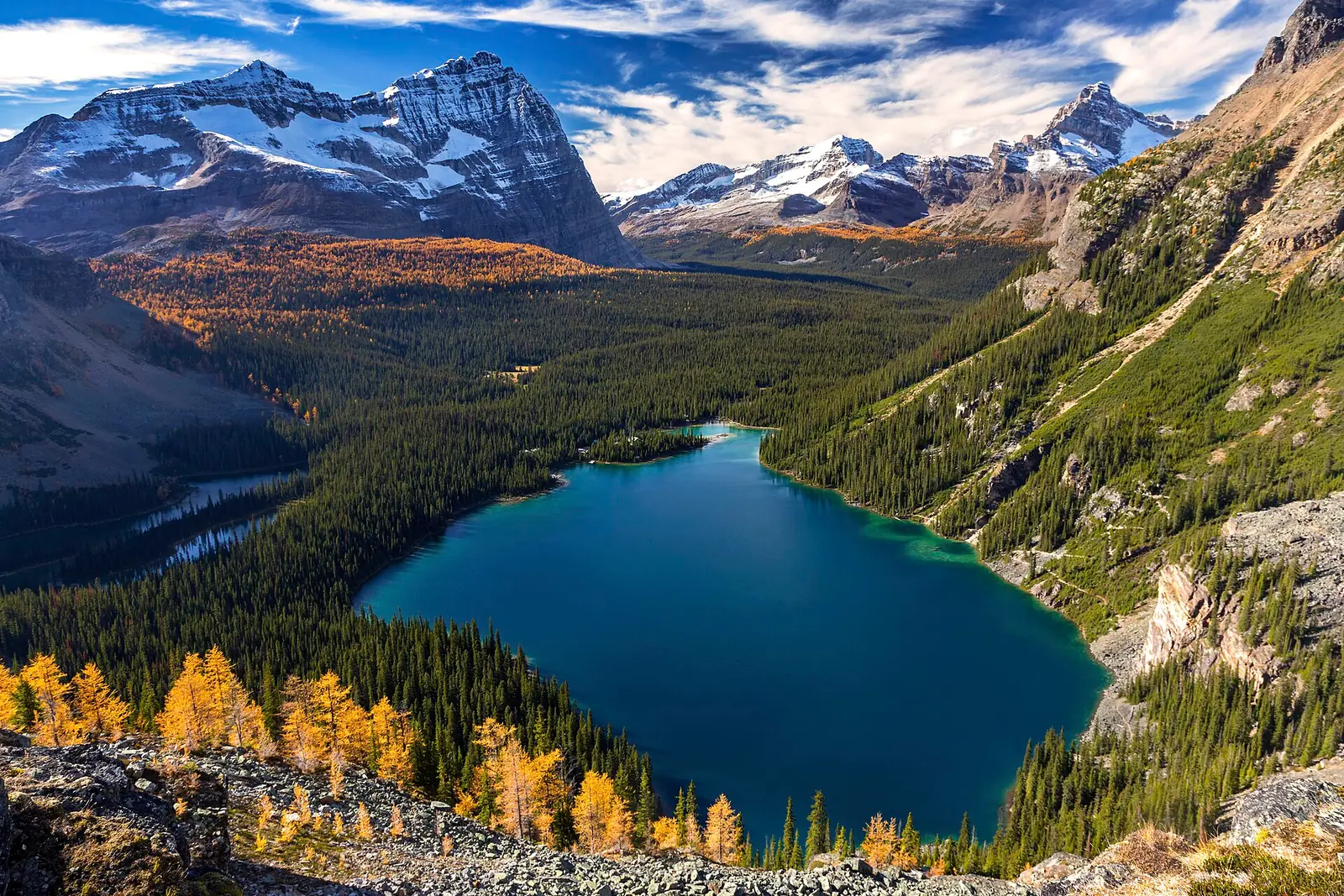 Lake O'Hara seen from high on the surrounding slopes, deep blue water ringed by dark conifers and golden larches with snow-streaked Rocky Mountain peaks behind