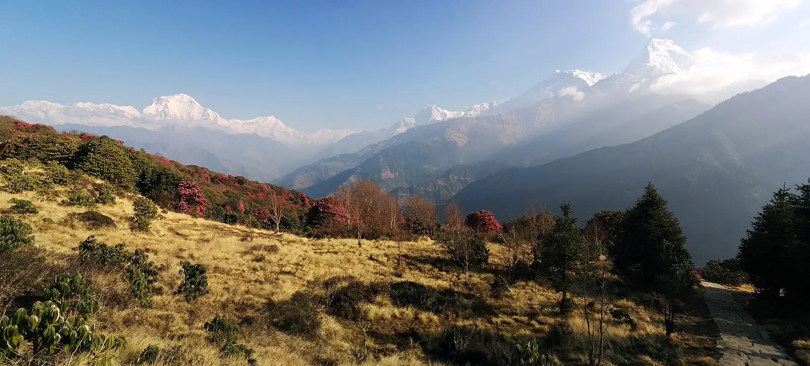 Sunrise over the Annapurna range seen from the Poon Hill ridge in Nepal, with rhododendron scrub in the foreground