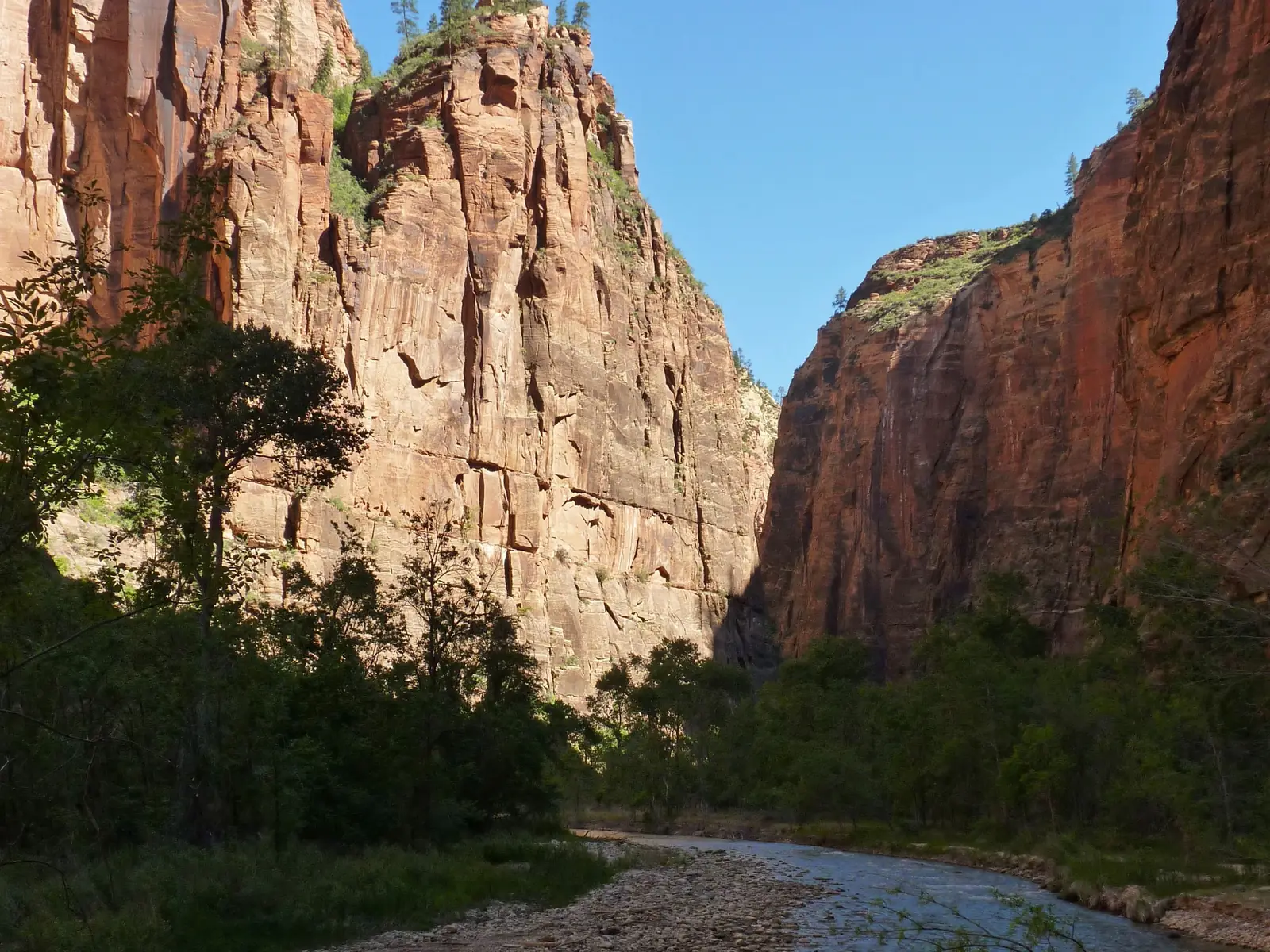 The Virgin River running over a gravel bed between two sheer sandstone walls in Zion Canyon, with cottonwoods along both banks and the canyon narrowing in the distance