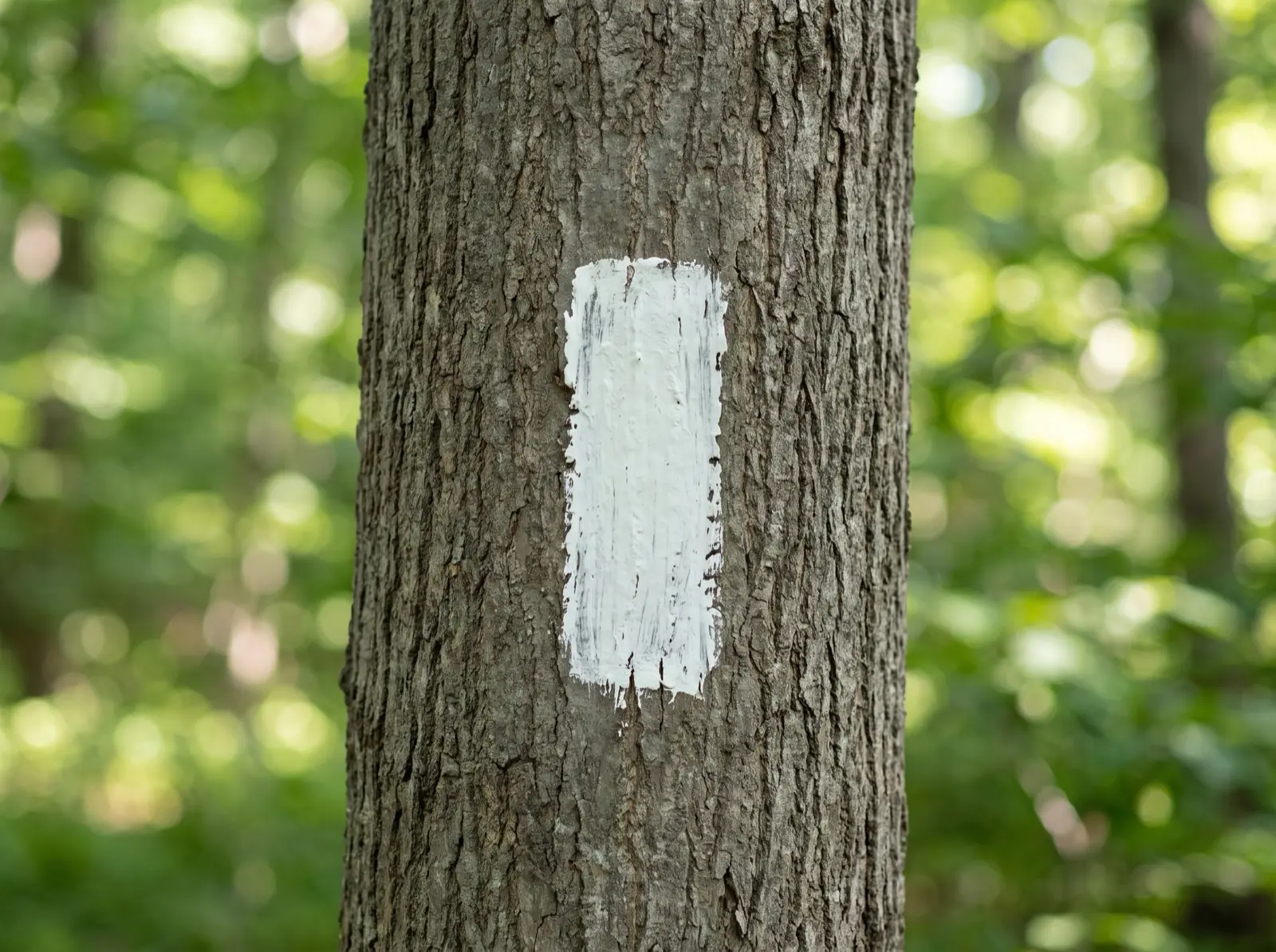 A plain white painted rectangle roughly two inches by six brushed onto the gray bark of a hardwood trunk, with blurred green forest behind.